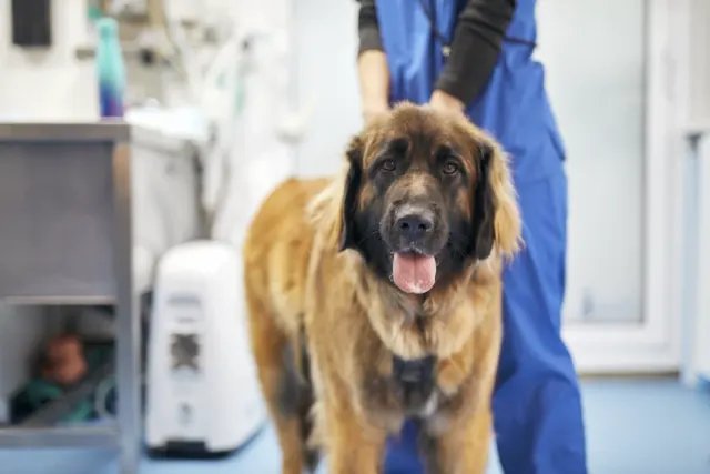 Hospital Veterinari Desvern
