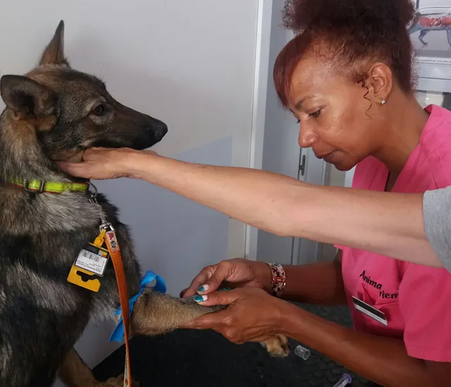 Tu Veterinario en Casa