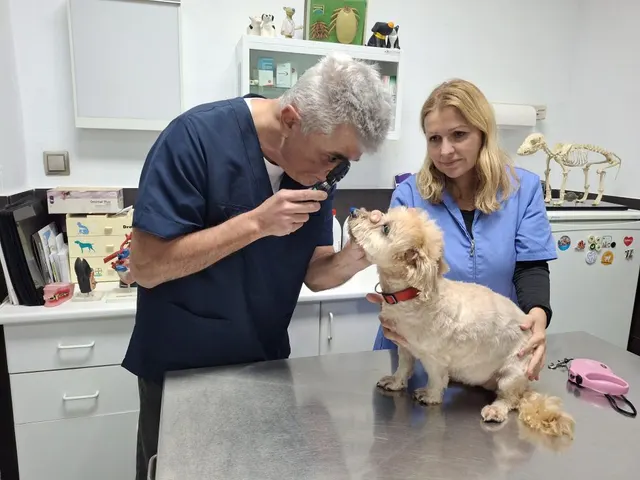 Veterinary Center Monzón