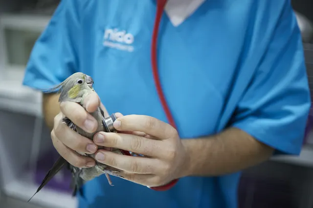 Clínica veterinària Nido