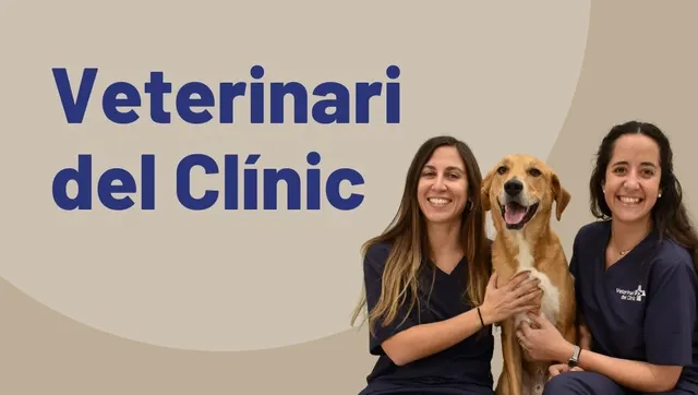 Veterinari del Clínic