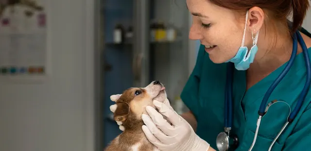 Balmesvet Veterinaris Hospital 24h