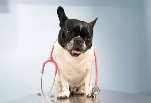 UVI Animal Hospital